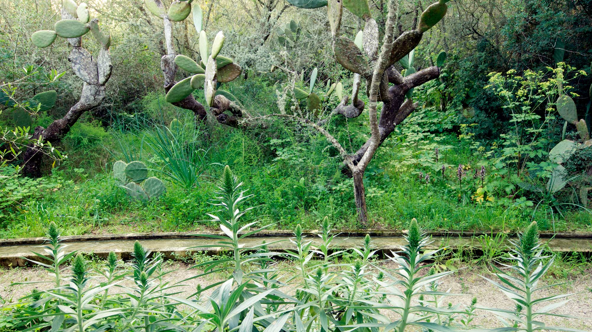 Dramatic 100meter long limestone rill in a Mallorca garden - James Aldridge Landscape and Garden Design